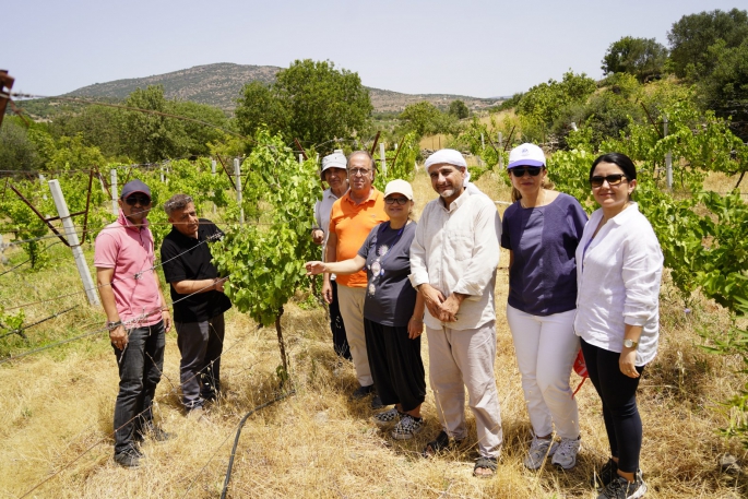 YUNUSEMRE’DE ORGANİK BAĞCILIK DEVAM EDİYOR